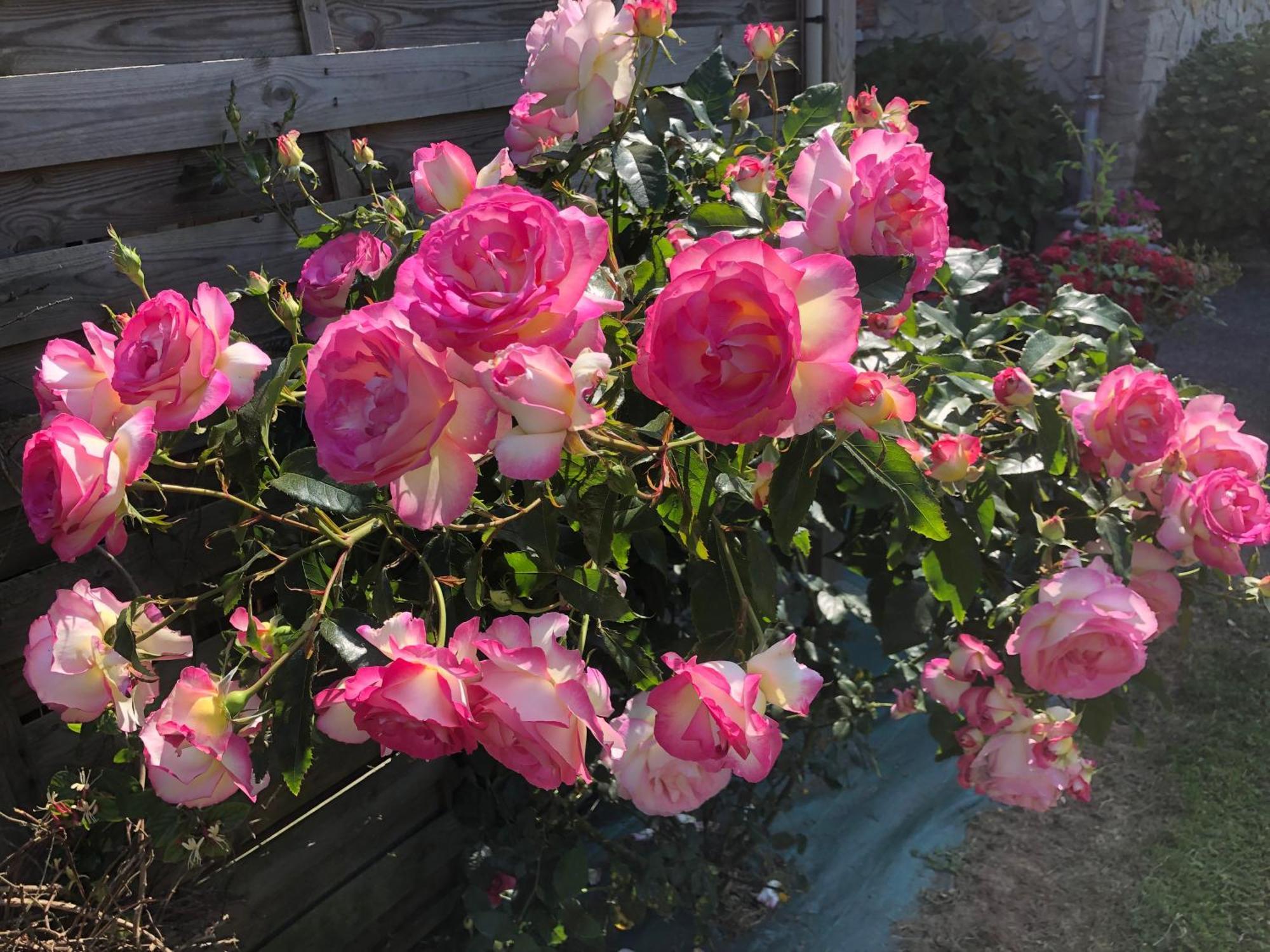 Les Hortensias Grand-Fougeray Exterior foto